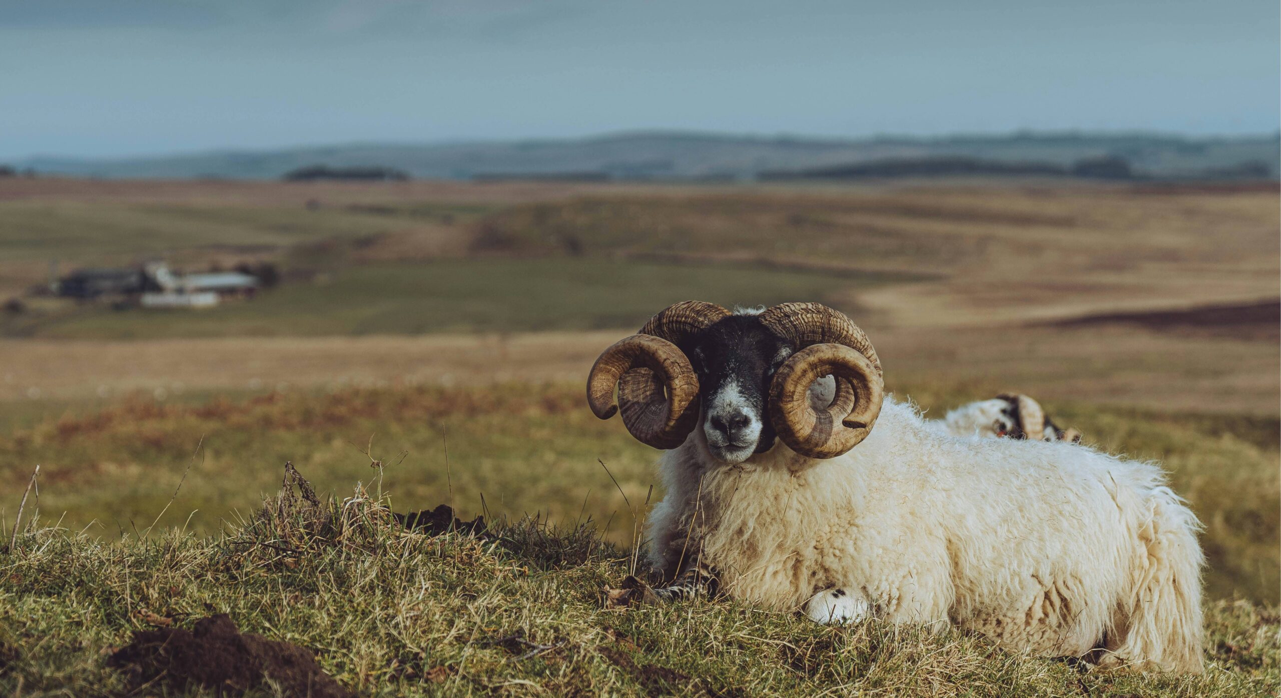 adam-young-qQHnEsZc7Q4-unsplash (1) A close-up of a sheep with large, spiral horns resting on green grass, with a scenic landscape and a blurred farmhouse in the background.